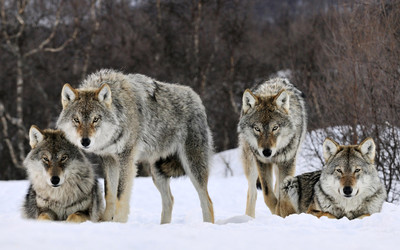 Картинка к материалу: «Охота на волка у логова - 2»